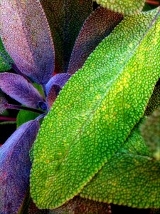 norm zarr photograph