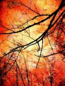iphone pictures