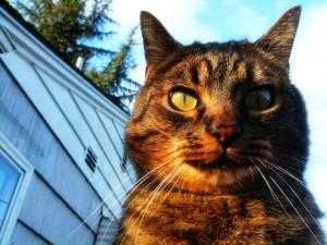 iphone photo review